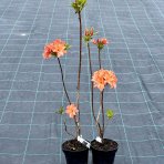 Azalka veľkokvetá (Azalea Mollis) ´GENA MAE´ - výška 50-80 cm, kont. C3L